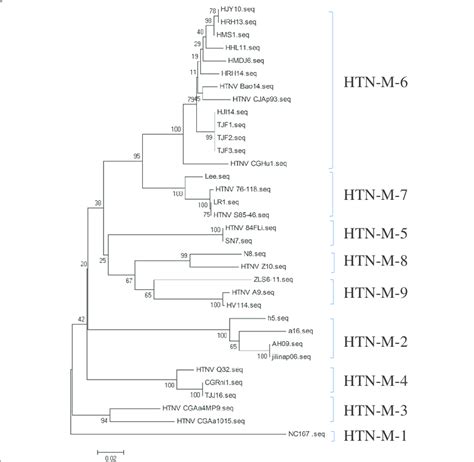 Phylogenetic Tree NJ Of Hantaviruses Based On Partial M Segment