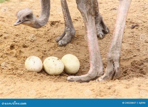 Ostrich with eggs stock image. Image of eggs, portrait - 24533847