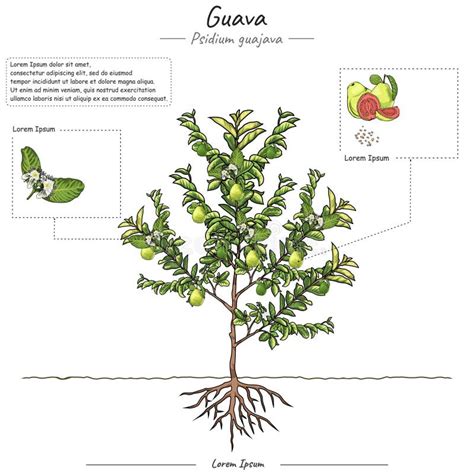 Guava Tree Garden Stock Illustrations – 132 Guava Tree Garden Stock ...