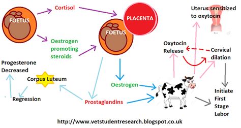 The Processes Of Normal Calving Vet In Training