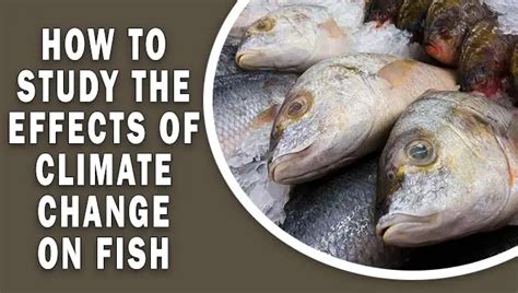 How To Study The Effects Of Climate Change On Fish: Pro Guide