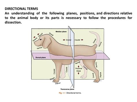 Solution Medical Directional Terms Studypool