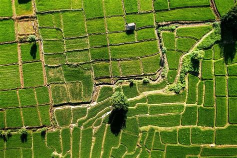 Rice field ,Aerial view of rice fields | Aerial view, Field, Aerial ...