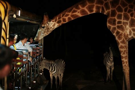 Chiang Mai Night Safari Reopens Thailandtvnews