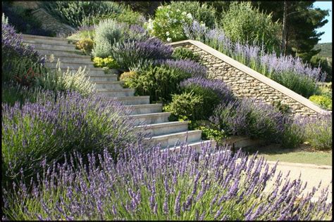 Completed Stone Steps And Side Walls With Lavender Planting Designed