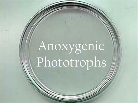 Ppt Anoxygenic Phototrophs Powerpoint Presentation Free Download