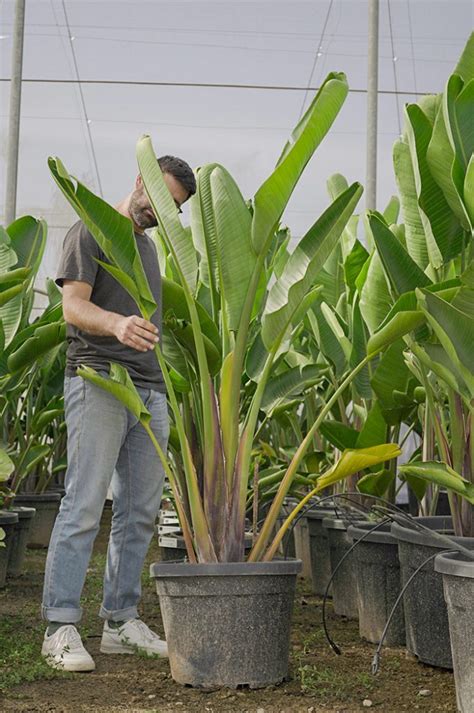 Gu A Completa Para Cuidar Una Strelitzia Augusta En Maceta Consejos Y