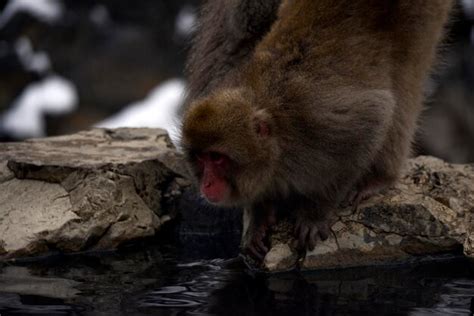 Premium Photo | A monkey try to drink a water