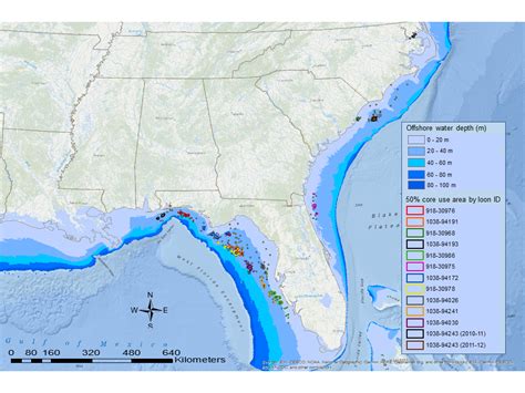 Dive Characteristics Of Common Loons Wintering In The Gulf Of Mexico