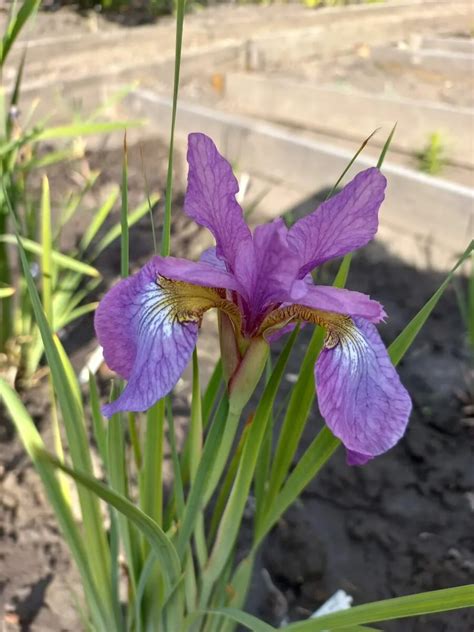 Ирис спуриа фото - 80 картинок