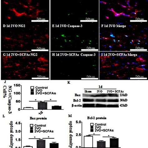 Immunofluorescence Staining Showing Cleaved Caspase 3 Immunoreactive