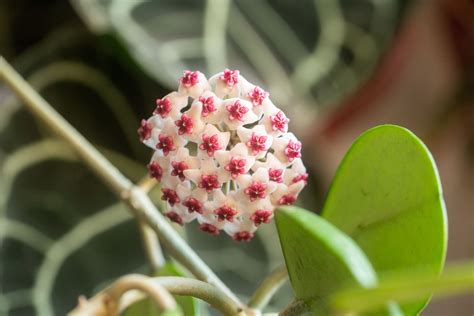 How To Grow And Care For Hoya Obovata