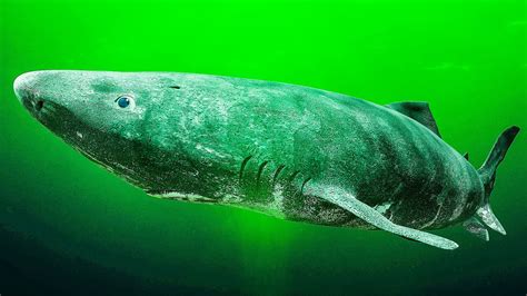 Oldest Shark Alive [2022] Meet The Greenland Grandfather