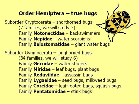 Hemiptera: true bugs