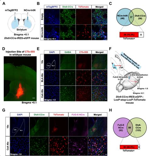 Targeting Long Range Gabaergic Neurons Using A Dlx Ccre Ires Egfp