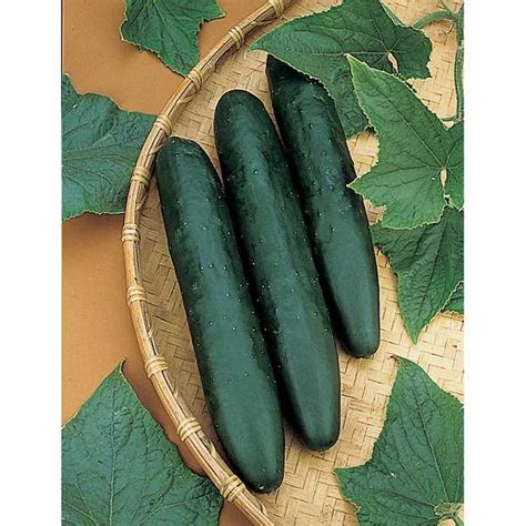 Cucumber ‘Sweet Success’ | Hagemann Horticulture