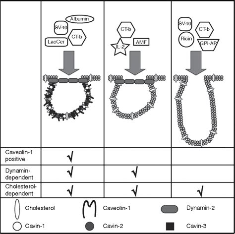 Figure From Lipid Rafts Caveolae And Their Endocytosis