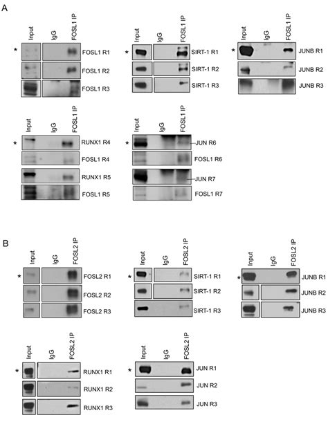 Fig S Validation Of Shared Interactors Of Fosl And Fosl Using