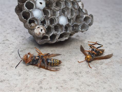 Extermination of paper wasp Stock Photo by Buntan2019 | PhotoDune