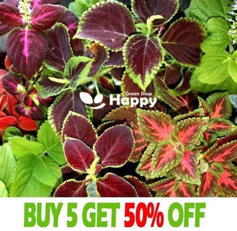 Coleus Hybridus Rainbow Mix Seeds Improved Variety Exotic