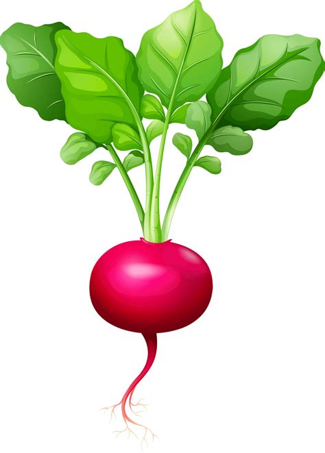 Radish Png Images 100