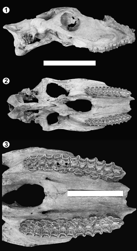 Skull Of Equus Neogeus From The Avellaneda Avenue Profile 1 Lateral