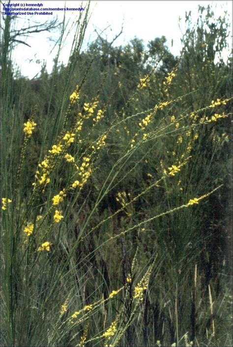 Plantfiles Pictures Viminaria Species Golden Spray Native Broom