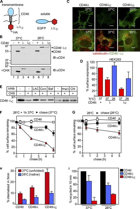 Unfolding Induced Down Regulation Of Cd Tl C At The Pm A Schematic