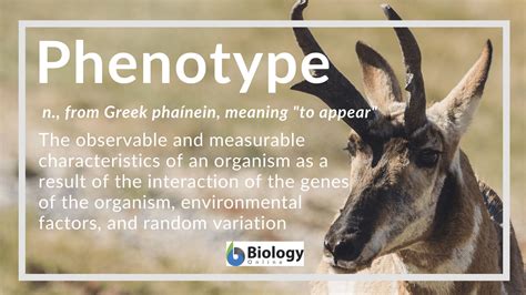 Phenotype Definition and Examples - Biology Online Dictionary