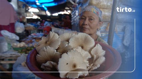 Cara Budidaya Jamur Merang Di Rumah Bibit Pengairan Hingga Panen