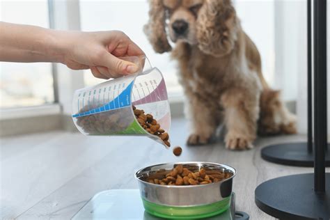 10 Best Dry Dog Foods in 2024 - Reviews & Top Picks – Dogster