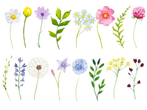 Collection Of Meadow Flowers And Herbs Set Of Watercolor Wildflowers