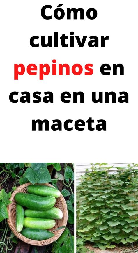 Cómo cultivar pepinos en casa en una maceta Jardineria y plantas