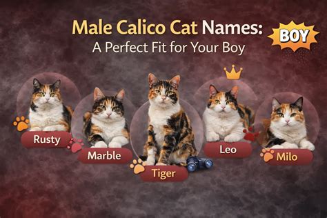 unique male calico cat names ideas