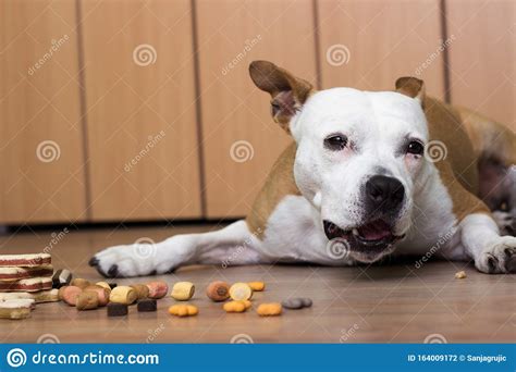 A Sweet Dog Eats A Treats At The Home Lying Down Stock Photo Image