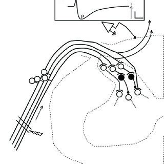 Schematic drawing of a segment of the spinal cord with the hypothetical ... 