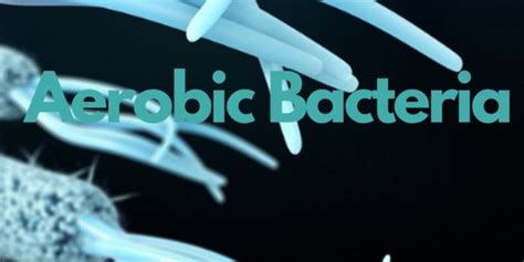 Aerobic bacteria | Ask Microbiology