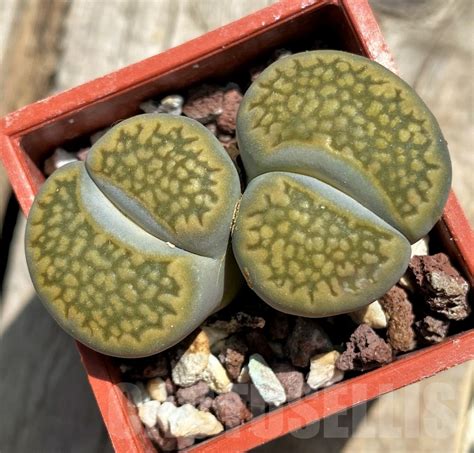 SHPR11774 Lithops hallii Кактус онлайн