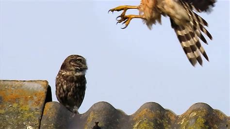 Steenuil Ontwijkt Havik Zelf Geschoten Vroege Vogels BNNVARA