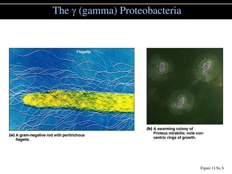 Ppt Chapter 11 Part B Powerpoint Presentation Free Download Id437422