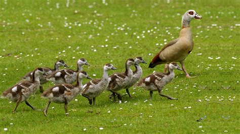 Animal Baby Animal Cute Egyptian Goose Goose Wallpaper - Resolution:1920x1080 - ID:813225 ...