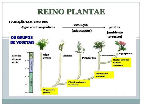 Reino Plantae