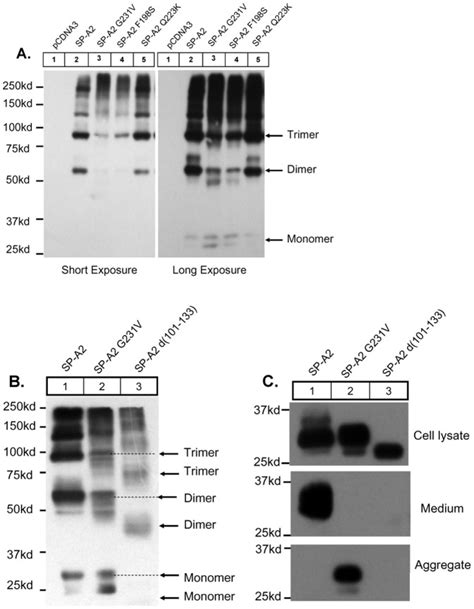 A Cho K1 Cells Were Transiently Expressed Vector Pcdna3 0 Sp A2