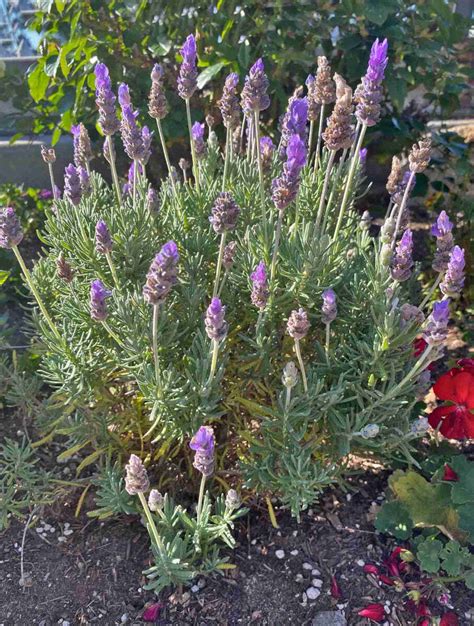 Lavender ‘la Diva Imperial Hybrid Lavandula Live Plant 4” Pot