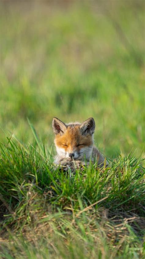 Baby Red Fox (Vulpes Vulpes) Basking in the Sun Stock Image - Image of ...