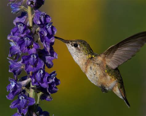 Hummingbird Photograph By Steven Sachs Fine Art America