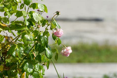 Frauenleiche von Hamm identifiziert Gewaltsamer Tod bestätigt