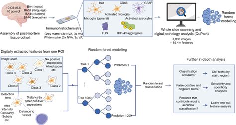 Digital Pathology Analysis And Random Forest Modelling Workflow For