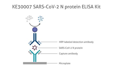 Proteintech Kit De Elisa Para Prote Nas Sars Cov N Elisa Tipo