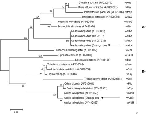 Phylogeny For Wsp Gene Of Wolbachia In A Albopictus Arrow Objective